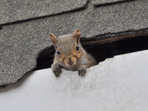 Castle Rock Wildlife Removal