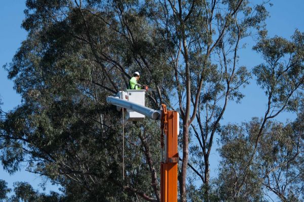 Castle Rock Tree Trimming