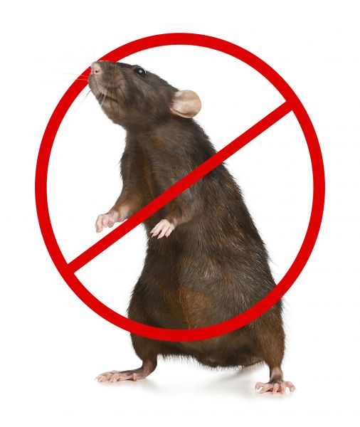 Castle Rock Pest Control Service